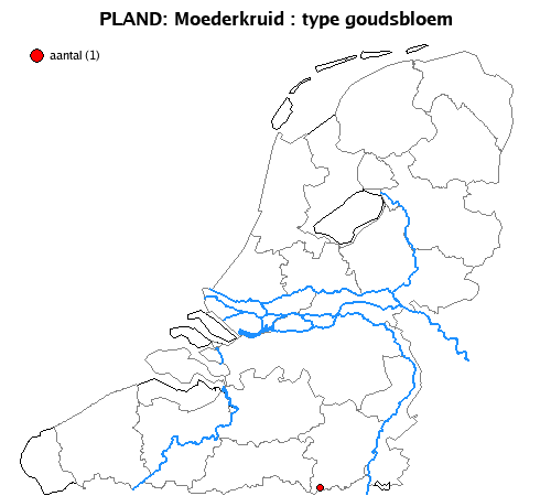goudsbloem