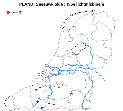 lichtmisbloem