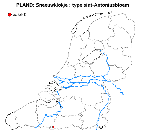 sint-Antoniusbloem