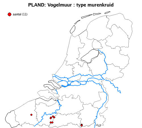 murenkruid