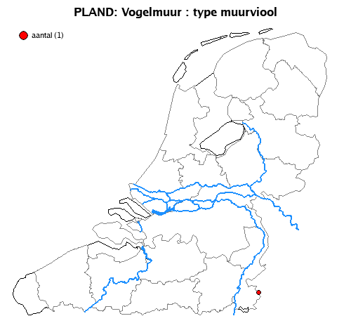 muurviool